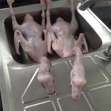 东北老鹅批发  速冻白条鹅 白条鹅批发 白条鹅批发 肉鹅