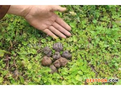 松露功效与作用-松露-香格里拉丛茸菌业公司(查看)