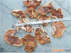 食用菌的种类及图片-永腾高品质榆耳-食用菌