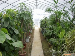 来宾花卉种植大棚安装厂家-超值的广西大棚推荐