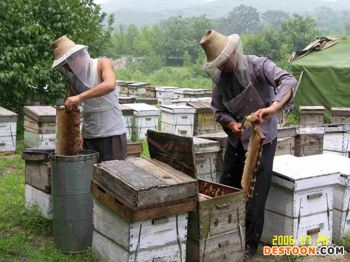 蜂蜜1000g 荆条蜜 蜂蜜天然蜂蜜 批发