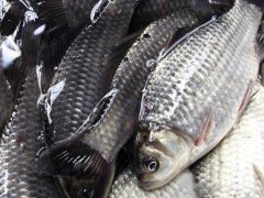 池州鲫鱼