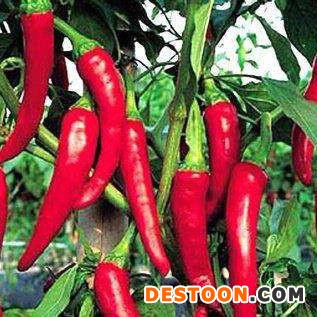 鲜辣椒    辣椒 厂家直销 供应 优质辣椒