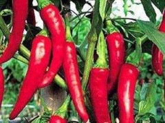 鲜辣椒    辣椒 厂家直销 供应 优质辣椒