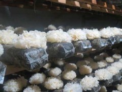 袋栽银耳的种植管理及采收