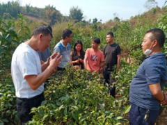 茶园投入品调查
