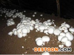 灵芝菌种怎么种-永腾榆耳(在线咨询)-潍城区灵芝菌种