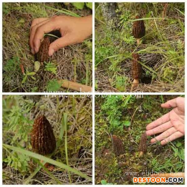 香格里拉丛茸菌业(图)-怎样选购羊肚菌-羊肚菌