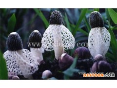 竹荪-丛茸菌业公司-新鲜竹荪怎么处理