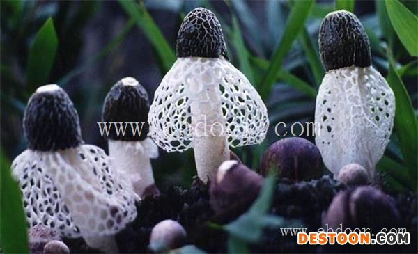 竹荪的做法-香格里拉市丛茸菌业-竹荪