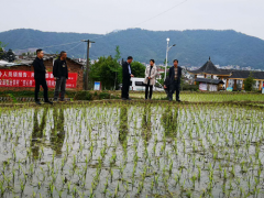 市农业农村局赴武平县指点春粮消费