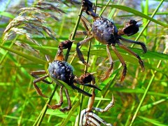 池州野生蟹