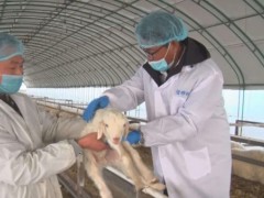 耀州：程明牧业肉羊产业努力打造药膳养生保健羊肉品牌