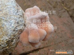 食用菌有哪些-食用菌-永滕榆耳基地