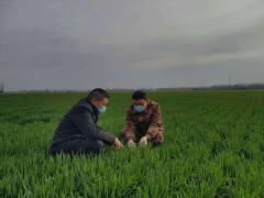 樊城区创新效力方式 不误农时闹春耕-襄阳晋中市农业农村局