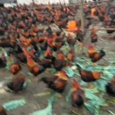 [供]求收购散养土鸡！