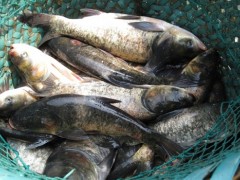 池州鳙鱼