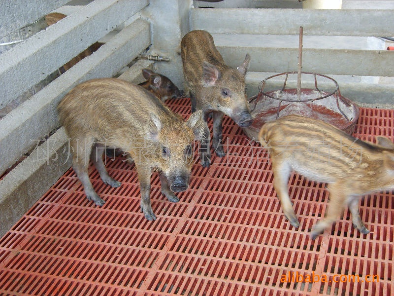 特种野猪养殖，黑猪，土猪，种猪，育肥猪，仔猪，母猪