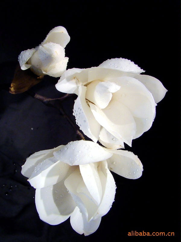 供应白玉兰/奉化白玉兰/白玉兰种子浙江省