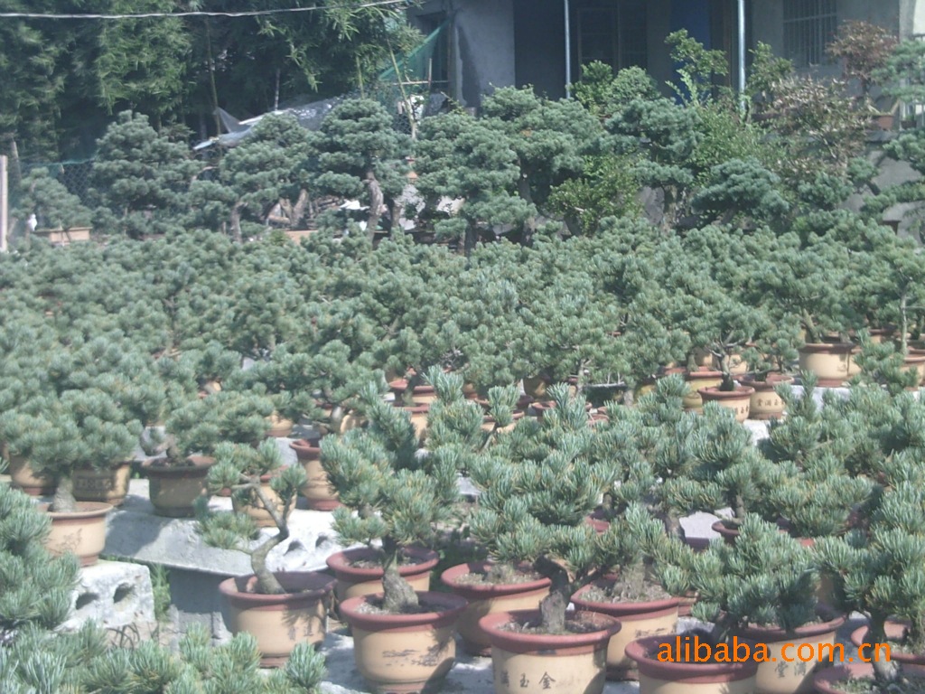 供应五针松/苗木/苗木基地/绿化苗木