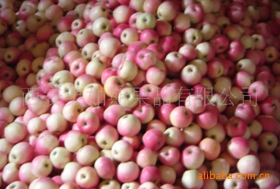 红嘎啦， 陕西优质品种 色泽艳丽 口感香甜 表皮光滑