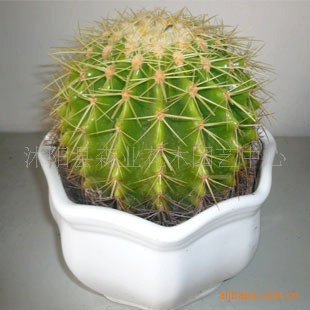 净化空气 防辐射花卉.销售花卉苗木绿植盆栽 金琥