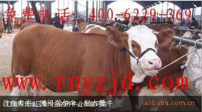 肉牛牛羊养殖效益分析 急售6000头肉牛牛羊 免费提供养殖技术