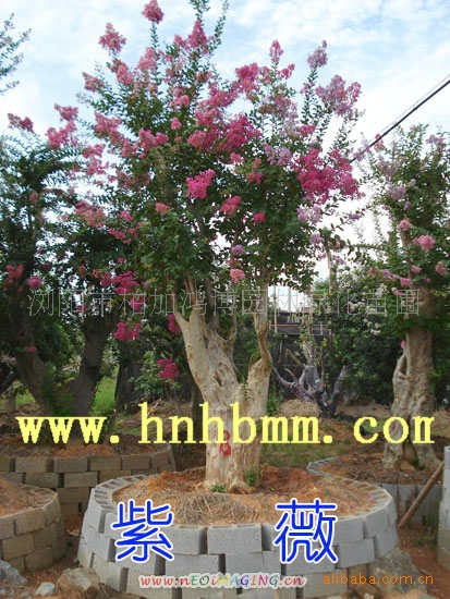 供应紫薇 紫薇大树 紫薇古桩 紫薇种子 紫薇树苗