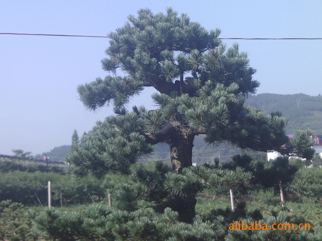 供应五针松/苗木/苗木基地/绿化苗木/浙江奉化苗木