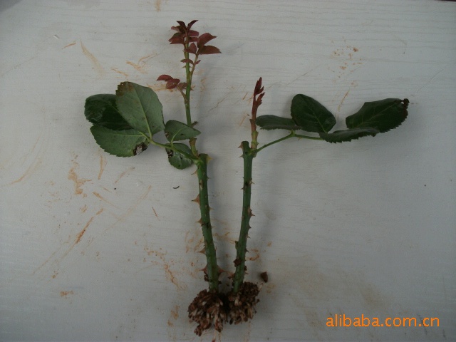 供应玫瑰花种子种苗，花卉种子种苗，玫瑰花苗