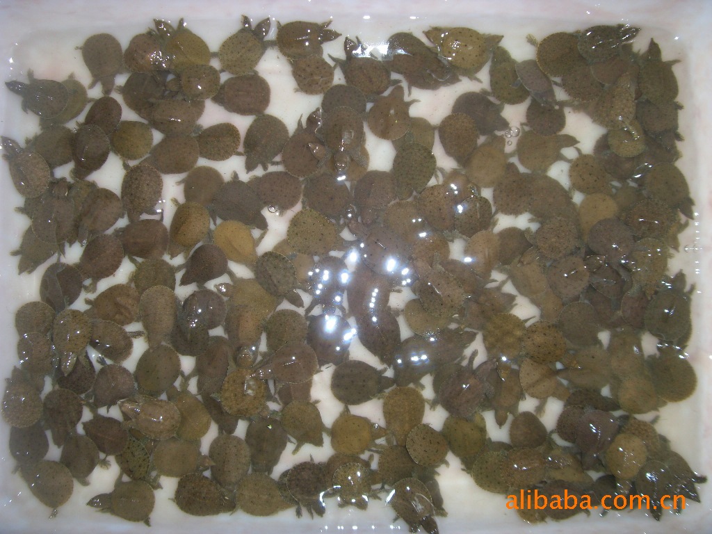 大量供应汉寿中华龟鳖苗