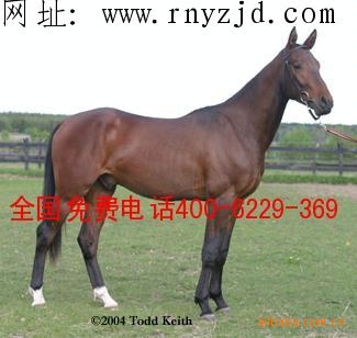 出售蒙古马1000匹 蒙古马的效益分析 蒙古马的养殖技术