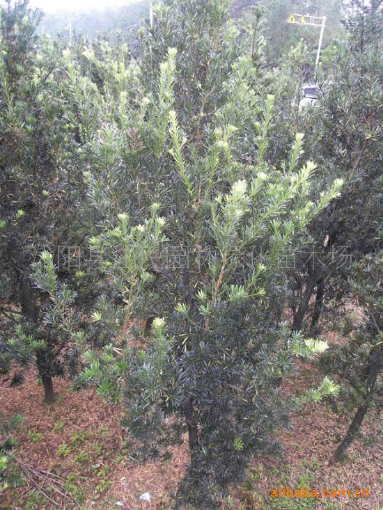 大量供应花卉苗木 金钱松