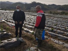 连城县：农技员“线上线下”齐忙碌、“防疫春耕”两不误