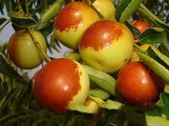 冬枣花期管理和冬枣种植坐果保果​技术