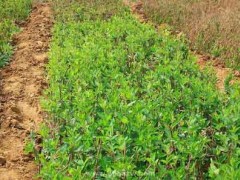 金银花种植选种、扦插管理、采收和加工