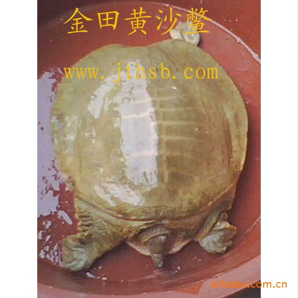 旺泰金田黄沙鳖养殖场供应广西桂平特色水产仿野生甲鱼金田黄沙鳖