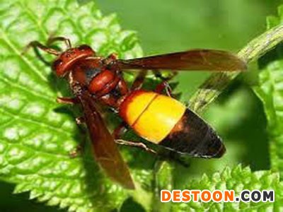 安阳马蜂蜂蛹_安阳胡蜂蜂蛹_安阳大黄蜂蜂蛹_绿之美蜂业有限公司