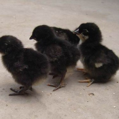 大量批发供应优质鸡苗 乌鸡苗 黑山鸡苗