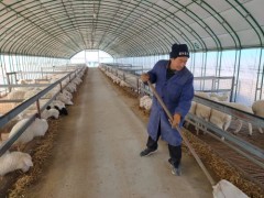 耀州：养羊让老区群众喜洋洋