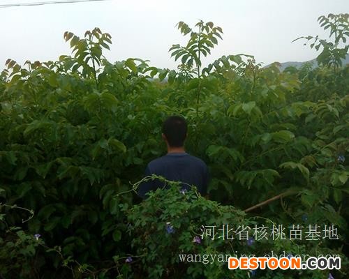 河北清香核桃苗价格|清香核桃苗价格