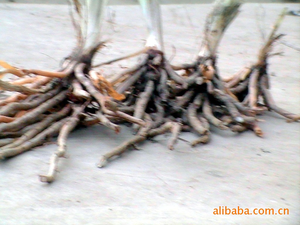 供应农业种植与水土保持及园林绿化用黄花菜种苗种子