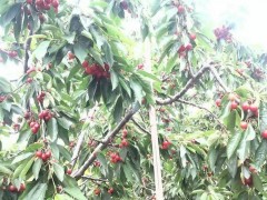 樱桃苗、樱桃苗价格