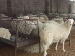 金良 小尾寒羊批发 小尾寒羊肉羊 纯种小尾寒羊 小尾寒羊养殖 小尾寒羊价格  小尾寒羊  优质小尾寒羊 具体价格面议