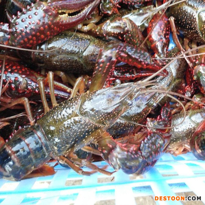 龙虾种苗基地 龙虾种苗 龙虾种苗批发 龙虾种苗价格 龙虾苗价格