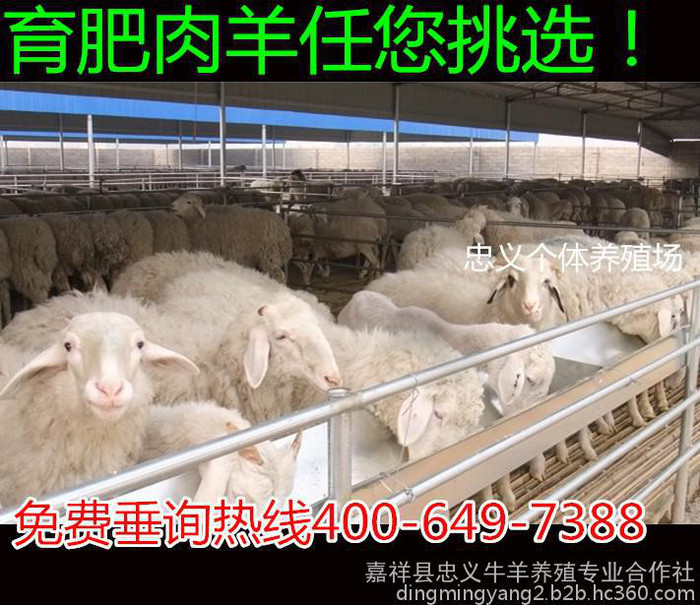小尾寒羊 纯种小尾寒羊怀孕 肉羊价格