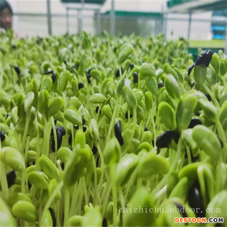 山西香椿苗种植技术菜之初免费教学