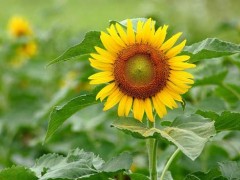 种向日葵需求留意哪些成绩