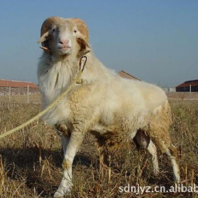 供应小尾寒羊 纯种小尾寒羊 小尾寒羊肉羊 羊羔价格