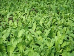 合适冬季种植的蔬菜有哪些